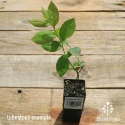 Blueberry Misty -Plant Seed Store apo misty tubestock top
