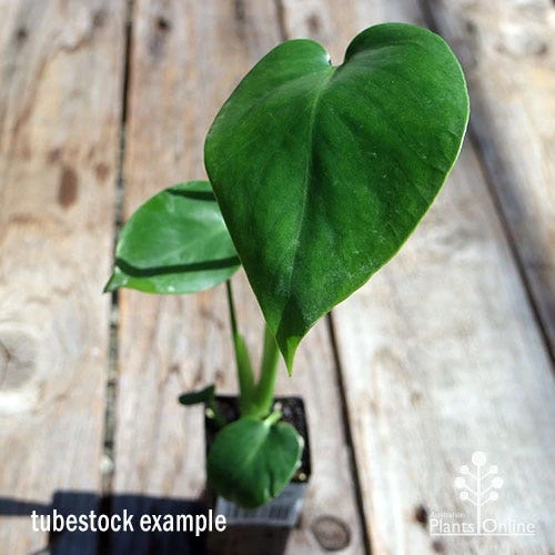 Monstera Deliciosa - Fruit Salad Plant, Swiss Cheese 2 Monstera Deliciosa - Fruit Salad Plant, Swiss Cheese - Image 2