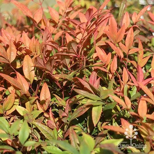 Nandina Moonbay 10 Nandina Moonbay - Image 10
