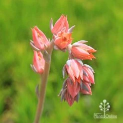 Echeveria Morning Beauty - Succulent 9 Echeveria Morning Beauty - Succulent -Plant Seed Store apo morning beauty flowerstem
