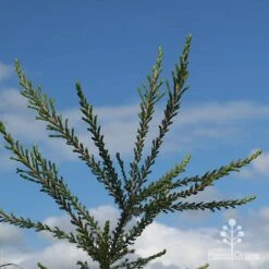 Leptospermum Liversidgei Mozzie Blocker 17 Leptospermum Liversidgei Mozzie Blocker -Plant Seed Store apo mozzie blocker blue sky