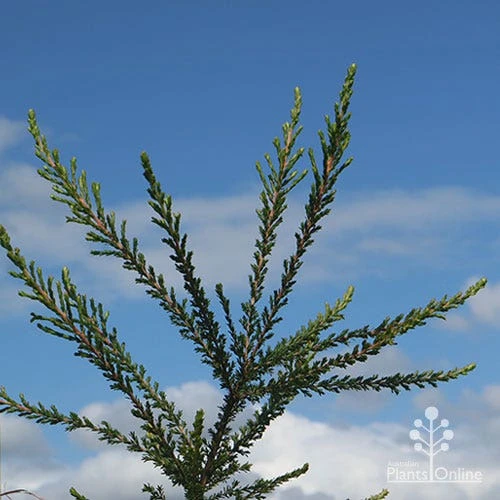 Leptospermum Liversidgei Mozzie Blocker 8 Leptospermum Liversidgei Mozzie Blocker - Image 8