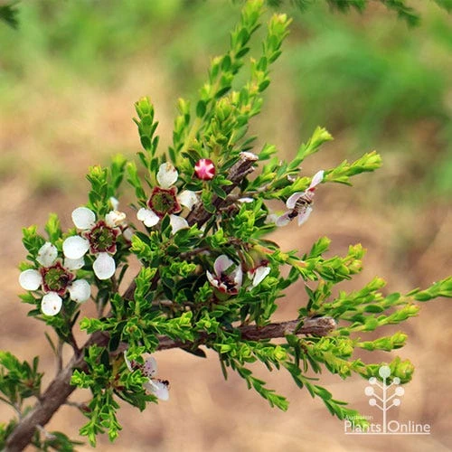 Leptospermum Liversidgei Mozzie Blocker 6 Leptospermum Liversidgei Mozzie Blocker - Image 6