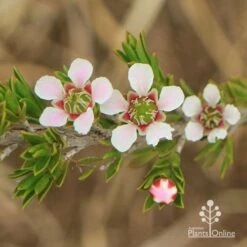 Leptospermum Liversidgei Mozzie Blocker 12 Leptospermum Liversidgei Mozzie Blocker -Plant Seed Store apo mozzie blocker flowers closeup