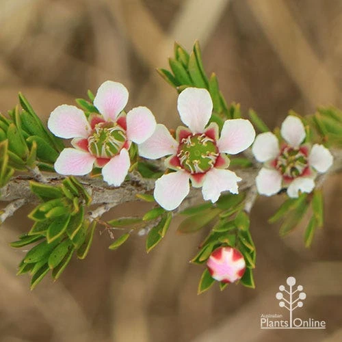 Leptospermum Liversidgei Mozzie Blocker 3 Leptospermum Liversidgei Mozzie Blocker - Image 3