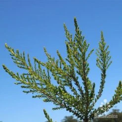 Leptospermum Liversidgei Mozzie Blocker 16 Leptospermum Liversidgei Mozzie Blocker -Plant Seed Store apo mozzie blocker foliage