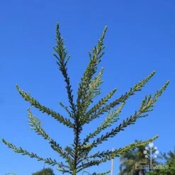 Leptospermum Liversidgei Mozzie Blocker 19 Leptospermum Liversidgei Mozzie Blocker -Plant Seed Store apo mozzie blocker habit