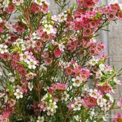 Chamelaucium MY SWEET 16™ - Waxflower 10 Chamelaucium MY SWEET 16™ - Waxflower -Plant Seed Store apo my sweet 16 waxflower2