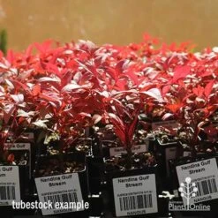 Nandina Gulf Stream 21 Nandina Gulf Stream -Plant Seed Store apo nandina gulf stream tubestock winter