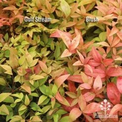 Nandina Gulf Stream 20 Nandina Gulf Stream -Plant Seed Store apo nandina gulf stream v blush january