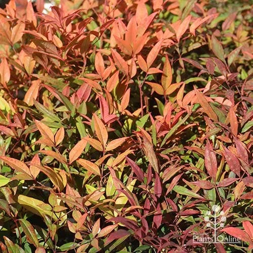 Nandina Moonbay 4 Nandina Moonbay - Image 4