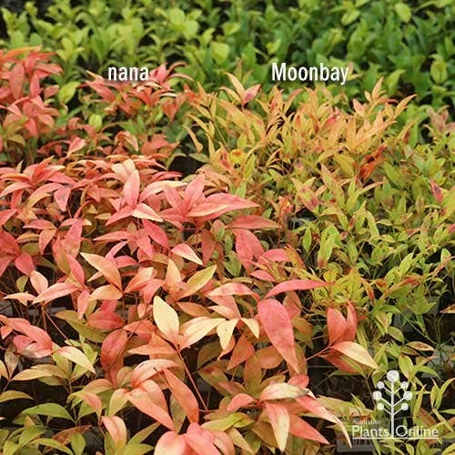 Nandina Moonbay 8 Nandina Moonbay - Image 8