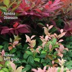 Acmena Allyn Magic 18 Acmena Allyn Magic -Plant Seed Store apo nandina obsession acmena allyn magic