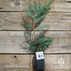 Cupressocyparis Naylors Blue - Leyland Cypress -Plant Seed Store apo naylors blue cypress tubestock