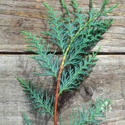 Cupressocyparis Naylors Blue - Leyland Cypress -Plant Seed Store apo naylors blue foliage blue