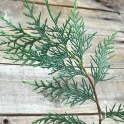 Cupressocyparis Naylors Blue - Leyland Cypress -Plant Seed Store apo naylors blue foliage stem