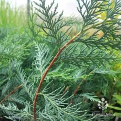 Cupressocyparis Naylors Blue - Leyland Cypress -Plant Seed Store apo naylors blue red stems