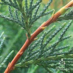 Cupressocyparis Naylors Blue - Leyland Cypress -Plant Seed Store apo naylors blue stem closeup