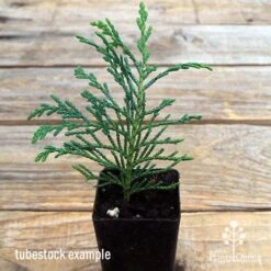 Cupressocyparis Naylors Blue - Leyland Cypress -Plant Seed Store apo naylors blue tubestock