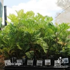 Grevillea Ned Kelly -Plant Seed Store apo ned kelly dec large