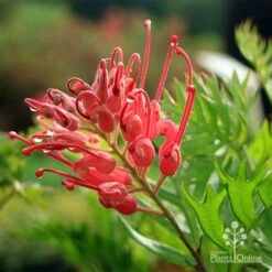 Grevillea Ned Kelly -Plant Seed Store apo ned kelly flower leaf