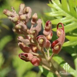 Grevillea Ned Kelly -Plant Seed Store apo ned kelly flowerbud