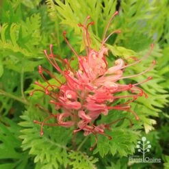 Grevillea Ned Kelly -Plant Seed Store apo ned kelly grevillea flower open