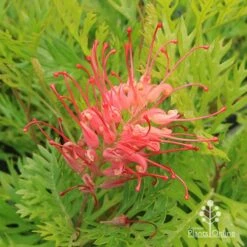 Grevillea Ned Kelly -Plant Seed Store apo ned kelly grevillea flower2