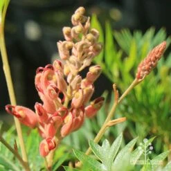Grevillea Ned Kelly -Plant Seed Store apo ned kelly grevillea flowerbud