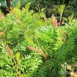 Grevillea Ned Kelly -Plant Seed Store apo ned kelly grevillea plants