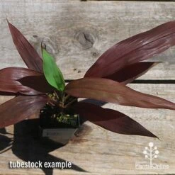 Cordyline Fruticosa Negra 13 Cordyline Fruticosa Negra -Plant Seed Store apo negra cordyline tubestock top