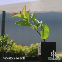 Chaenomeles Nivalis - Japanese Quince 15 Chaenomeles Nivalis - Japanese Quince -Plant Seed Store apo nivalis quince tubestock2