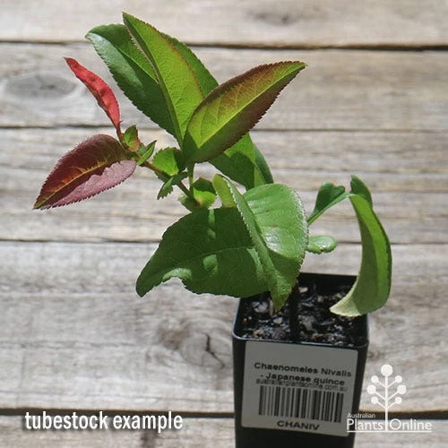 Chaenomeles Nivalis - Japanese Quince 4 Chaenomeles Nivalis - Japanese Quince - Image 4