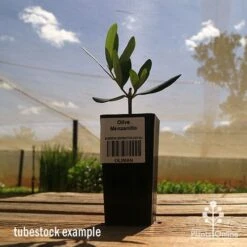 Olive Manzanillo 13 Olive Manzanillo -Plant Seed Store apo olive manzanillo tubestock