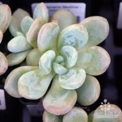 Graptoveria Opalina - Succulent 13 Graptoveria Opalina - Succulent -Plant Seed Store apo opalina