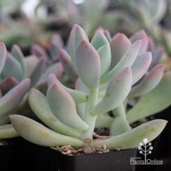 Graptoveria Opalina - Succulent 14 Graptoveria Opalina - Succulent -Plant Seed Store apo opalina colour shade