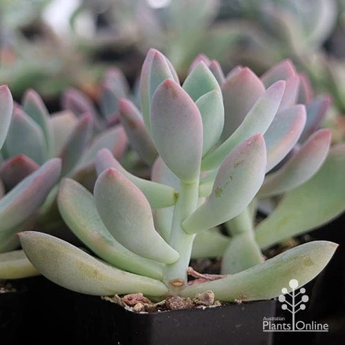 Graptoveria Opalina - Succulent 7 Graptoveria Opalina - Succulent - Image 7