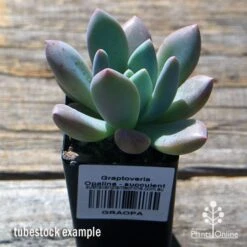 Graptoveria Opalina - Succulent 11 Graptoveria Opalina - Succulent -Plant Seed Store apo opalina tubestock 1