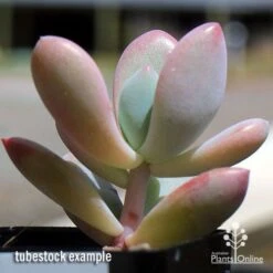 Graptoveria Opalina - Succulent 15 Graptoveria Opalina - Succulent -Plant Seed Store apo opalina tubestock 2