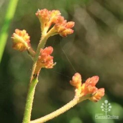 Anigozanthos Orange Cross - Kangaroo Paw 12 Anigozanthos Orange Cross - Kangaroo Paw -Plant Seed Store apo orange cross kangaroo paw buds2