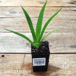 Anigozanthos Orange Cross - Kangaroo Paw 11 Anigozanthos Orange Cross - Kangaroo Paw -Plant Seed Store apo orange cross kangaroo paw tubestock