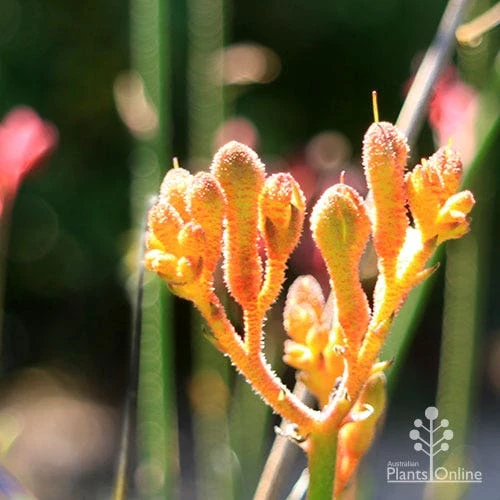 Anigozanthos Orange Cross - Kangaroo Paw 2 Anigozanthos Orange Cross - Kangaroo Paw - Image 2
