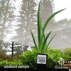 Anigozanthos Orange Cross - Kangaroo Paw 17 Anigozanthos Orange Cross - Kangaroo Paw -Plant Seed Store apo orange cross tubestock