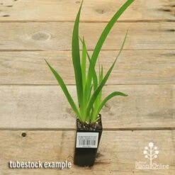 Anigozanthos Orange Cross - Kangaroo Paw 13 Anigozanthos Orange Cross - Kangaroo Paw -Plant Seed Store apo orange cross tubestock top