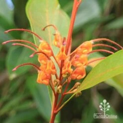 Grevillea Orange Marmalade 29 Grevillea Orange Marmalade -Plant Seed Store apo orange marmalade flower closeup