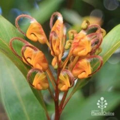 Grevillea Orange Marmalade 25 Grevillea Orange Marmalade -Plant Seed Store apo orange marmalade flower july