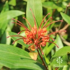 Grevillea Orange Marmalade 31 Grevillea Orange Marmalade -Plant Seed Store apo orange marmalade grevillea flower above
