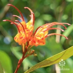 Grevillea Orange Marmalade 34 Grevillea Orange Marmalade -Plant Seed Store apo orange marmalade grevillea flower opening