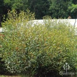 Grevillea Orange Marmalade 33 Grevillea Orange Marmalade -Plant Seed Store apo orange marmalade in nursery