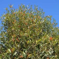 Grevillea Orange Marmalade 22 Grevillea Orange Marmalade -Plant Seed Store apo orange marmalade nursery bank2